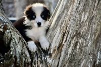 Australian Shepherd Puppies for sale in Port Orange, Florida. price: $1,250
