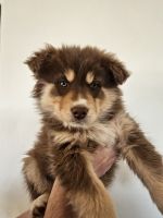 Australian Shepherd Puppies for sale in Hurricane, Utah. price: $350