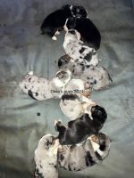 Australian Shepherd Puppies for sale in Lower Lake, California. price: $2,000