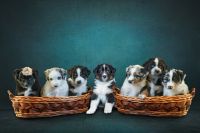Australian Shepherd Puppies for sale in San Diego, California. price: $850