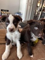 Australian Shepherd Puppies for sale in Dahlonega, Georgia. price: $300