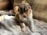 Australian Shepherd Puppies for sale in Bethany, CT 06524, USA. price: $1,500