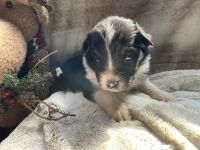 Australian Shepherd Puppies for sale in Bethany, CT 06524, USA. price: $1,200