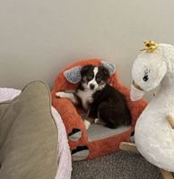 Australian Shepherd Puppies for sale in Gilbert, Arizona. price: $1,500