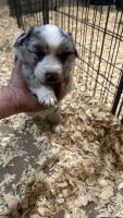 Australian Shepherd Puppies for sale in Dunnellon, FL, USA. price: $1,000