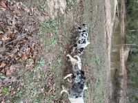 Australian Shepherd Puppies for sale in Centerville, Texas. price: $100
