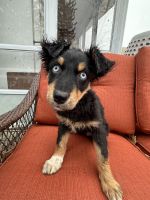 Australian Shepherd Puppies for sale in Bellefontaine, OH 43311, USA. price: $700