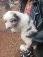 Australian Shepherd Puppies for sale in Wellston, Oklahoma. price: $300