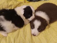 Australian Shepherd Puppies for sale in Franklin, North Carolina. price: $500