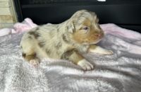 Australian Shepherd Puppies for sale in Austin, Texas. price: $800