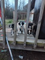 Australian Shepherd Puppies for sale in El Dorado, Arkansas. price: $50