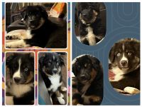 Australian Shepherd Puppies for sale in Mercer, Wisconsin. price: $800