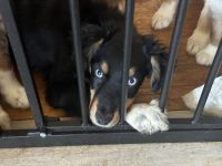 Australian Shepherd Puppies for sale in Bellefontaine, OH 43311, USA. price: $600