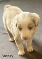Australian Shepherd Puppies for sale in Palestine, Texas. price: $500