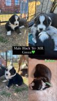 Australian Shepherd Puppies for sale in Guthrie, Oklahoma. price: $900