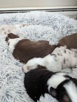 Australian Shepherd Puppies for sale in New Milford, Connecticut. price: $2,800
