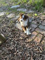 Australian Shepherd Puppies for sale in Greensboro, North Carolina. price: $1,000
