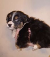 Australian Shepherd Puppies for sale in Wabash, Indiana. price: $800