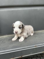 Australian Shepherd Puppies for sale in Pittsburg, Texas. price: NA