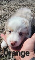 Australian Shepherd Puppies for sale in Lubbock, Texas. price: NA