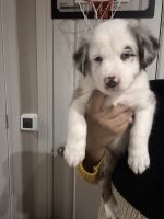 Australian Shepherd Puppies for sale in Dallas, Texas. price: $850