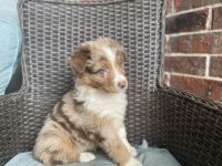 Australian Shepherd Puppies for sale in Kenner, Louisiana. price: $800