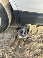 Australian Shepherd Puppies for sale in Sealy, Texas. price: $500