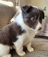 Australian Shepherd Puppies for sale in Melba, Idaho. price: $450