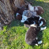 Australian Shepherd Puppies for sale in Greenville, Pennsylvania. price: $400