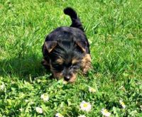 Australian Silky Terrier Puppies for sale in Seattle, WA, USA. price: NA