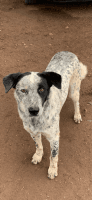 Australian Stumpy Tail Cattle Dog Puppies for sale in Las Vegas, NM 87701, USA. price: NA