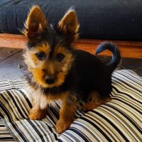 Australian Terrier Puppies for sale in Philadelphia, PA, USA. price: NA
