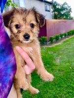 Australian Terrier Puppies for sale in Fontana, CA, USA. price: NA