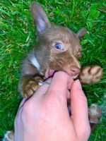 Australian Terrier Puppies Photos