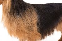 Australian Terrier Puppies for sale in Las Vegas, NV, USA. price: NA