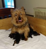 Australian Terrier Puppies for sale in Rocky Mount, NC, USA. price: $1,500