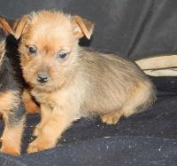 Australian Terrier Puppies for sale in Dallas, TX, USA. price: NA