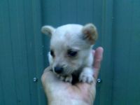 Australian Terrier Puppies for sale in Berkeley, CA, USA. price: NA