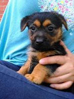 Australian Terrier Puppies for sale in Cincinnati, OH, USA. price: NA
