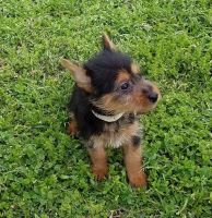 Australian Terrier Puppies for sale in Los Angeles, CA, USA. price: NA