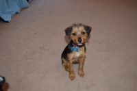 Australian Terrier Puppies for sale in New York, NY, USA. price: NA