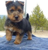 Australian Terrier Puppies for sale in Houston, TX, USA. price: NA