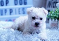 Australian Terrier Puppies Photos