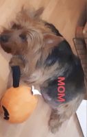 Australian Terrier Puppies for sale in Los Angeles, CA, USA. price: NA