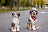 Austrian Black and Tan Hound Puppies Photos