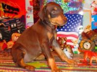 Austrian Pinscher Puppies for sale in New York, NY, USA. price: NA