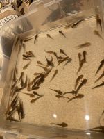 Axolotl Reptiles for sale in Fairview, OR 97024, USA. price: NA