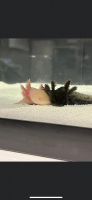 Axolotl Reptiles for sale in Greeley, CO, USA. price: NA