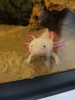 Axolotl Reptiles for sale in Spring, TX 77373, USA. price: NA