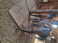 Azteca Horses for sale in Sauk Village, IL 60411, USA. price: NA